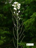 Attēlu rezultāti vaicājumam “Cardaminopsis arenosa fruit”