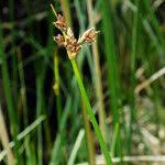 Attēlu rezultāti vaicājumam “Schoenoplectus lacustris subsp. glaucus flower”