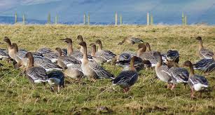 Attēlu rezultāti vaicājumam “Anser brachyrhynchus”