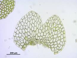 Attēlu rezultāti vaicājumam “Calypogeia muelleriana”