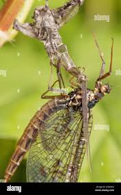 Attēlu rezultāti vaicājumam “Ephemera sp.”