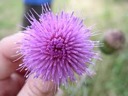 Attēlu rezultāti vaicājumam “Cirsium x rigens flower”