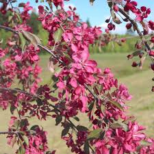 Attēlu rezultāti vaicājumam “Malus purpurea flower”
