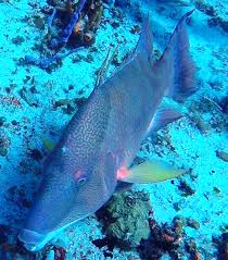 Image result for Lachnolaimus maximus