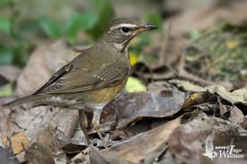 Image result for Turdus obscurus