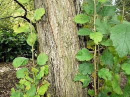 Attēlu rezultāti vaicājumam “Crataegus submollis”