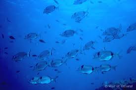Image result for Diplodus vulgaris