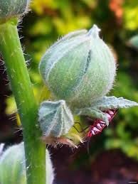 Attēlu rezultāti vaicājumam “Alcea rosea bud”