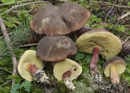 Attēlu rezultāti vaicājumam “Xerocomus pruinatus”