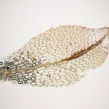 Attēlu rezultāti vaicājumam “Fossombronia foveolata spores”