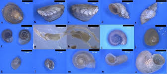 Attēlu rezultāti vaicājumam “Ancylus fluviatilis”