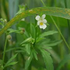 Attēlu rezultāti vaicājumam “Viola arvensis flower”