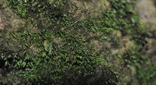 Attēlu rezultāti vaicājumam “Fissidens gracilifolius”