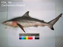 Image result for Carcharhinus limbatus