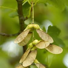 Attēlu rezultāti vaicājumam “Acer campestre fruit”