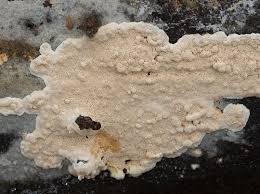 Attēlu rezultāti vaicājumam “Junghuhnia nitida”