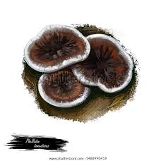 Attēlu rezultāti vaicājumam “Phellodon tomentosus”