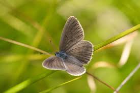 Attēlu rezultāti vaicājumam “Maculinea alcon underside”