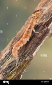 Attēlu rezultāti vaicājumam “Trichoptera egg mass”