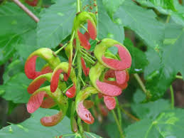 Attēlu rezultāti vaicājumam “Acer tataricum fruit”
