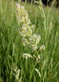 Attēlu rezultāti vaicājumam “Phalaroides arundinacea”