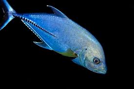 Image result for Caranx lugubris