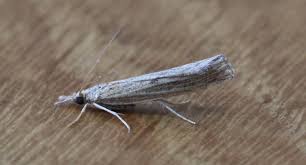 Attēlu rezultāti vaicājumam “Pediasia fascelinella”