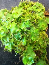 Attēlu rezultāti vaicājumam “Cephalozia bicuspidata sporophyte”