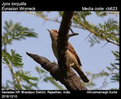 Attēlu rezultāti vaicājumam “Jynx torquilla”