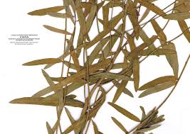 Attēlu rezultāti vaicājumam “Euphorbia virgata flower”