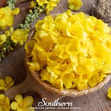 Attēlu rezultāti vaicājumam “Verbascum thapsus flower”