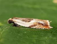 Attēlu rezultāti vaicājumam “Ancylis badiana”