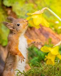 Image result for Solent Viragos