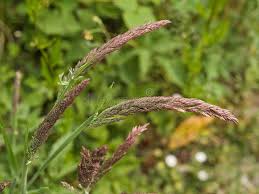 Attēlu rezultāti vaicājumam “Holcus lanatus  flower”