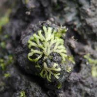 Attēlu rezultāti vaicājumam “Riccia canaliculata”