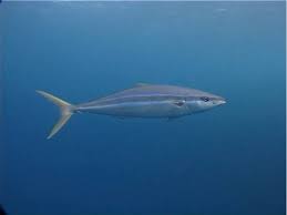 Image result for Elagatis bipinnulata