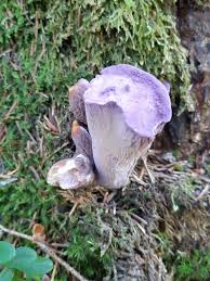 Attēlu rezultāti vaicājumam “Gomphus clavatus”