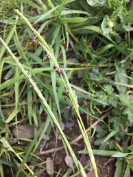 Attēlu rezultāti vaicājumam “Glyceria fluitans”