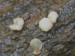 Attēlu rezultāti vaicājumam “Cudoniella clavus”