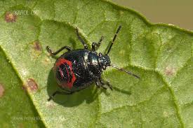 Attēlu rezultāti vaicājumam “Zicrona caerulea nymph”