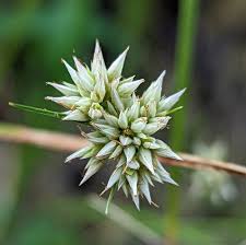 Attēlu rezultāti vaicājumam “Rhynchospora alba flower”