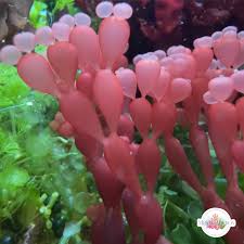 Attēlu rezultāti vaicājumam “Collaria rubens macro”