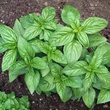 Image result for Ocimum basilicum