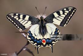 Attēlu rezultāti vaicājumam “Papilio machaon upperside”