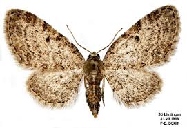 Attēlu rezultāti vaicājumam “Eupithecia tenuiata”