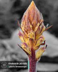 Attēlu rezultāti vaicājumam “Orobanche reticulata”