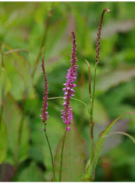 Attēlu rezultāti vaicājumam “Silene x arkwrightii Vesuvius flower”