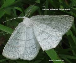 Attēlu rezultāti vaicājumam “Cabera pusaria male”