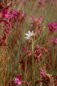 Attēlu rezultāti vaicājumam “Sisyrinchium montanum fruit”