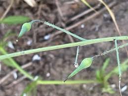 Attēlu rezultāti vaicājumam “Raphanus raphanistrum fruit”